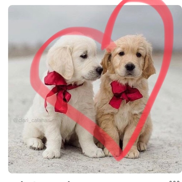 Meet your Posher, Elle. - Picture 1 of 1